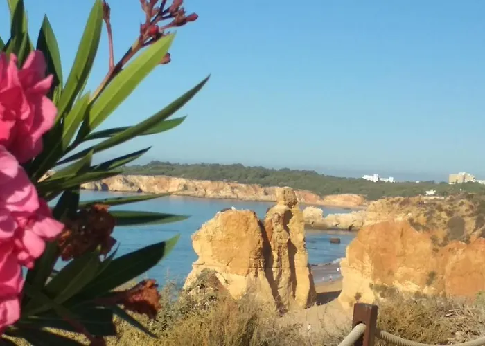 Albur Village B - Gerbera *